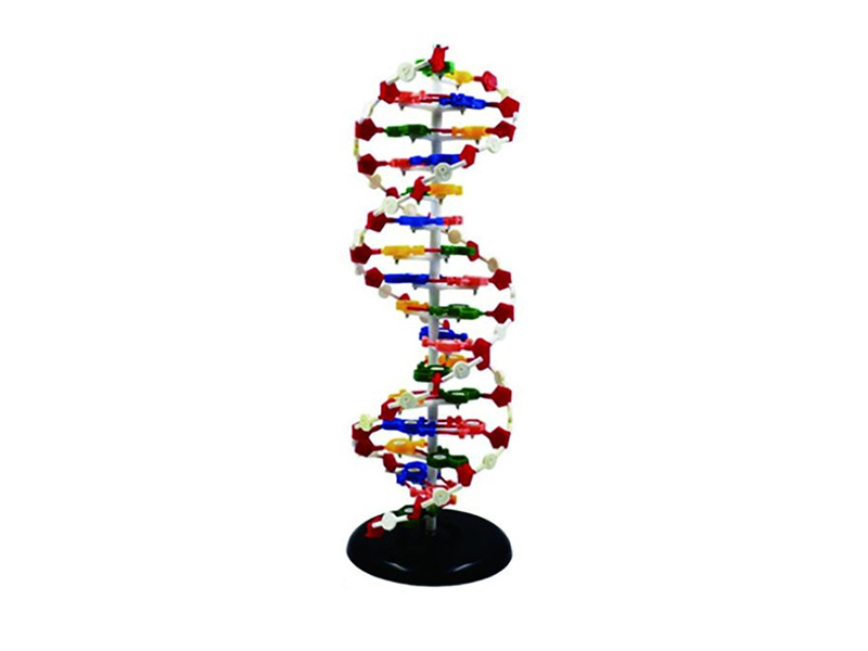 DNA 結構模型
